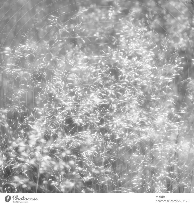 Schnee vom Sommer Gras Wiese Gräser Pollen Allergie Licht Sonnenlicht Natur Ähren hell grelles licht Halm Stengel zart rispen federartig sanft glänzend