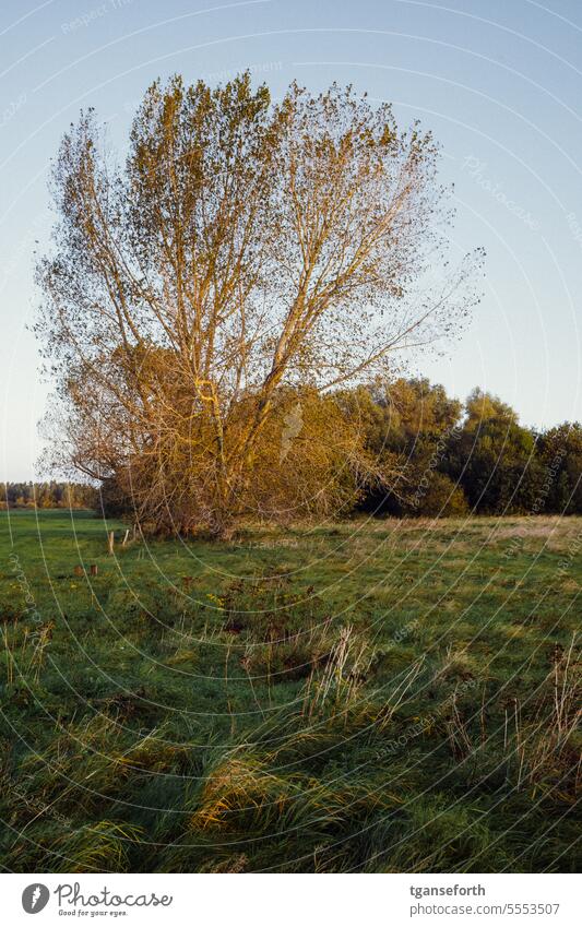 Pappel im Sonnenaufgang Naturschutzgebiet auenlandschaft Landschaft Baum Wiese Himmel Farbfoto Außenaufnahme Herbst Auen Morgen Gras Sonnenlicht Emsland