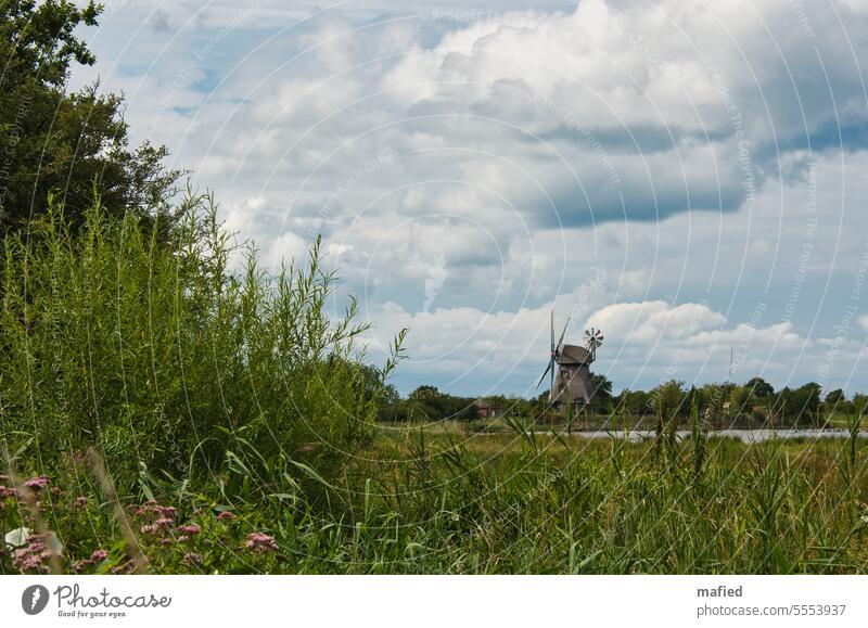 Mühle Charlotte in der Geltinger Birk Windmühle Naturschutzgebiet Himmel Wolken Gras Büsche Bäume Landschaft Umwelt Außenaufnahme Schönes Wetter Sommer