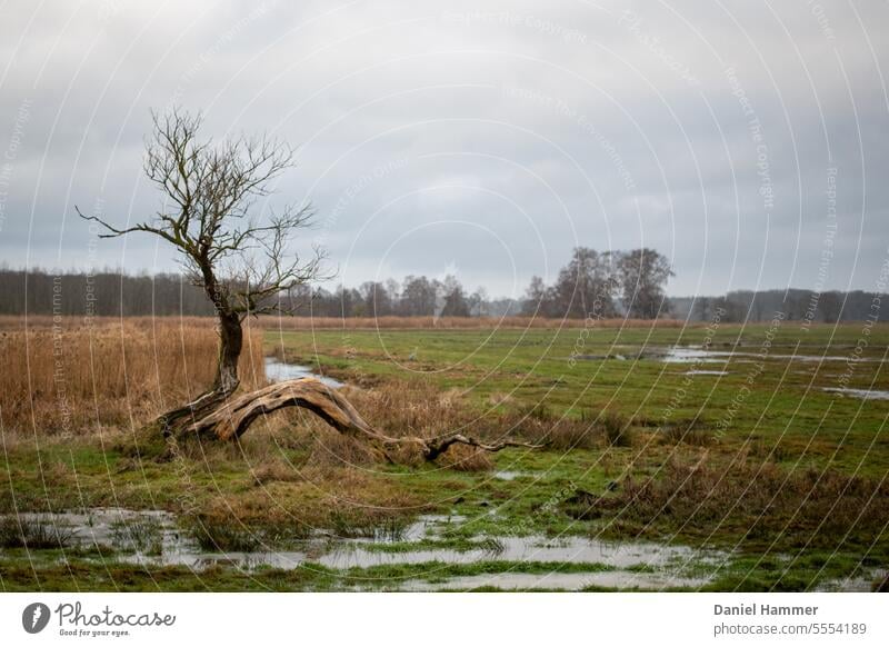 Weidelandschaft am Achterwasser auf der Insel Usedom nach einem kräftigen Regenguss im Winter. Im Hintergrund Bäume ohne Blätter. Natur Außenaufnahme Farbfoto