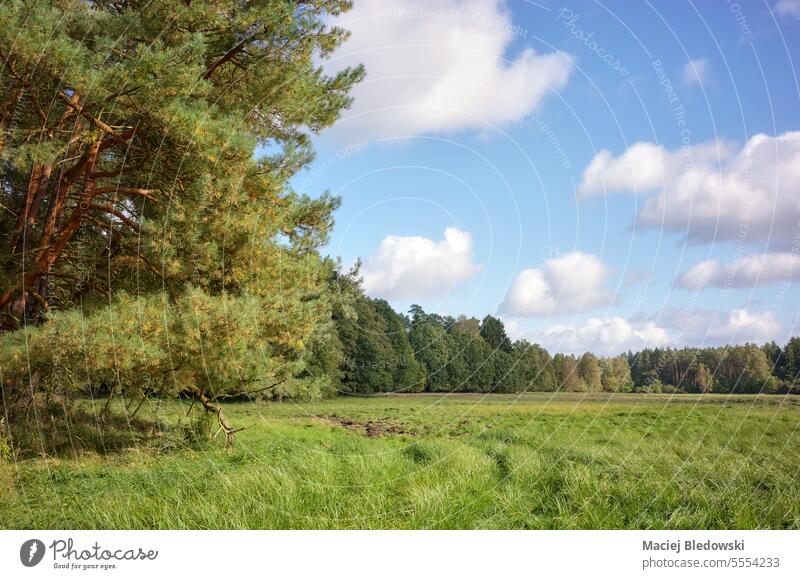 Foto des Waldrandes. Baum Natur Wiese Waldlichtung Polen Landschaft Gras Saum Pflanze Wälder im Freien Himmel Umwelt Europa