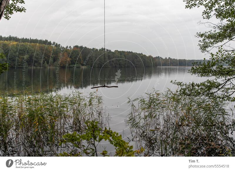 Blick vom Herbstufer mit Schilf auf den See liepnitzsee Brandenburg Seeufer Natur Wasser Landschaft ruhig Außenaufnahme Menschenleer Idylle Farbfoto Schaukel