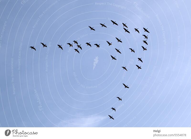 Formationsflug der Wildgänse Vogel Vogelschwarm Vogelzug Zugvogel Tiergruppe Himmel fliegen blauer Himmel schönes Wetter Herbst Schwarm Freiheit Vogelflug