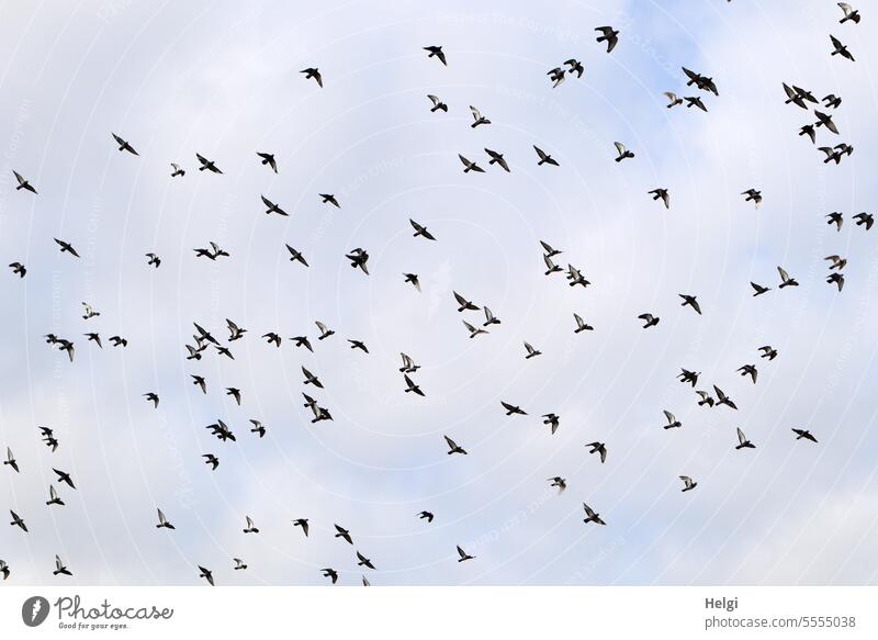 Weites Land | noch mehr Tauben über Bremen Vögel Schwarm Taubenschwarm Himmel Wolken fliegen Luft Vogel Vogelschwarm Tiergruppe Natur Freiheit Außenaufnahme