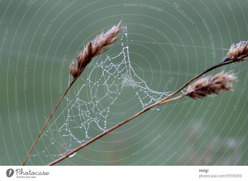 Perlenspinnerei Spinnennetz Spinngewebe Tropfen Tautropfen Gras Grashalm Morgentau Grassamen Samenstand vertrocknet Vergänglichkeit vergänglich