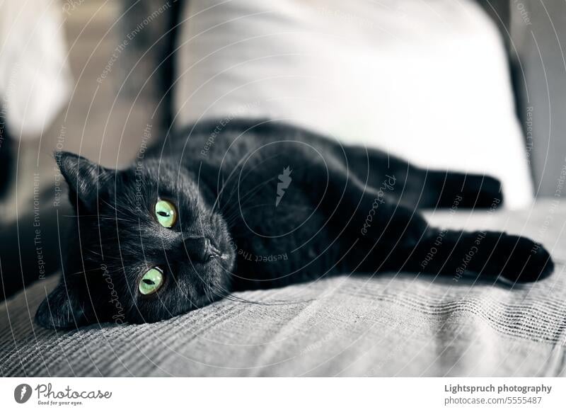 Schwarze Katze chillt zu Hause auf einem Sofa. Horizontales Bild mit selektivem Fokus. Hauskatze schwarze Katze liegend Erholung Schwarze Farbe