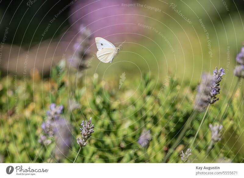 Kohlweißling im Flug Schmetterling Flügel Insekt Farbfoto Natur Fühler Tier Lepidoptera Lavendel Lavandula Lavendelblüte Lippenblütler Lamiaceae