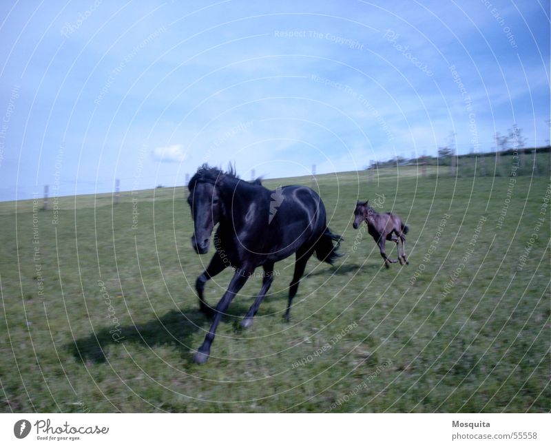 galoppigaloppi Freizeit & Hobby Energiewirtschaft Himmel Gras Hügel Pferd rennen Bewegung toben klein Geschwindigkeit blau schwarz Lebensfreude Kraft Fohlen