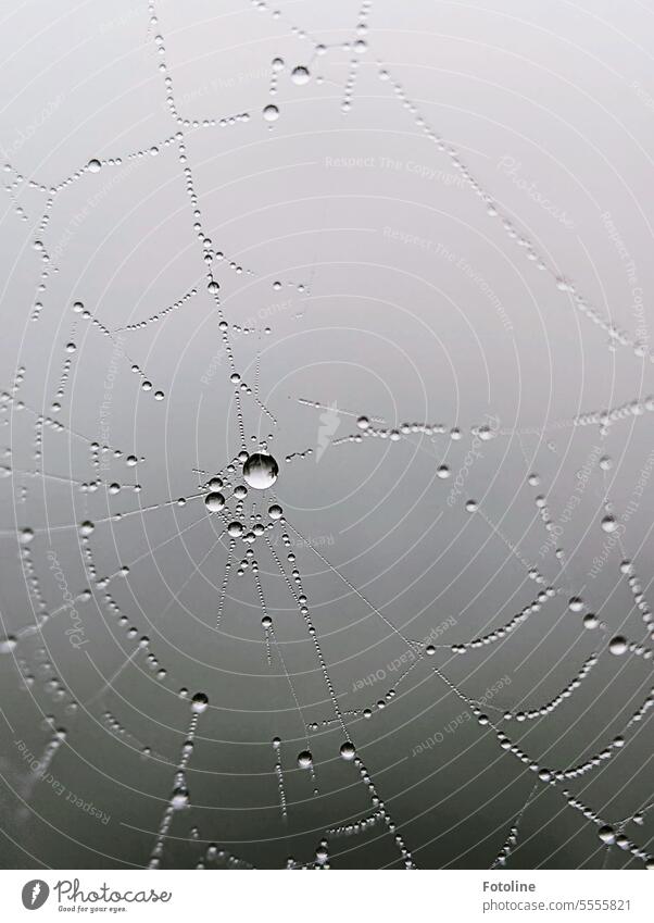 Viele kleine Wassertropfen verwandeln dieses Spinnennetz in ein wahres Schmuckstück. Netz Nahaufnahme Makroaufnahme Tropfen nass Außenaufnahme Detailaufnahme