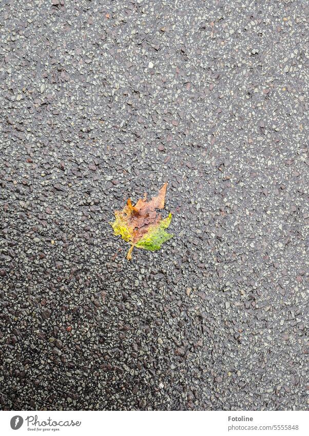 Nass vom Regen glänzt die Straße. Auf dem Boden liegt ein Herbstblatt. Braun, gelb und grün leuchtet es mir auf dem grauen  Straßenbelag entgegen.  Ich mag den Herbst!