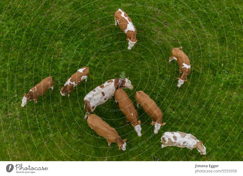 Luftaufnahme von Kühen welche auf der Wiese stehen Kuh Weide Landwirtschaft Bauern Bauernhof grün braun weiden Herde Natur Feld Rind Viehbestand Rindfleisch