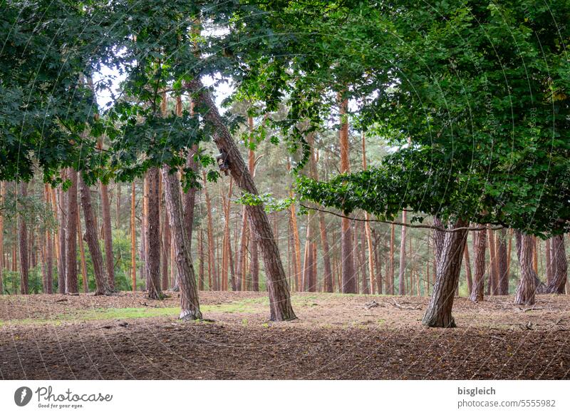 Wald im Herbst braun grün Natur Außenaufnahme Farbfoto Menschenleer Tag Pflanze Umwelt Baum Landschaft Holz Gedeckte Farben ruhig