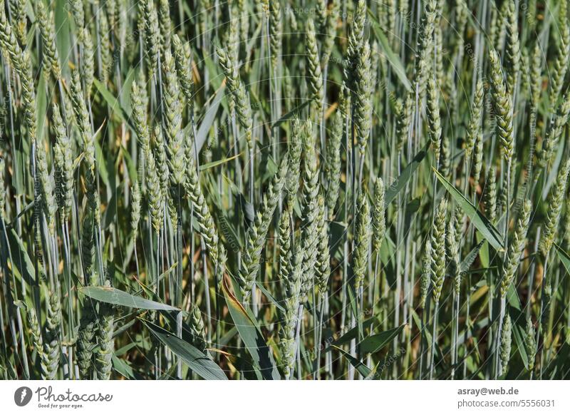 Weizenfeld Feld Getreide Getreideanbau Ackerbau Landwirtschaft Ernährung Pflanze Wachstum Jahreszeit