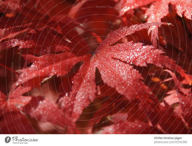 Herbst | flammend rote Ahornblätter mit Tautropfen herbstlich Blatt rotes Blatt Ahornblatt Herbstlaub Herbstfärbung Herbstbeginn Jahreszeiten Vergänglichkeit