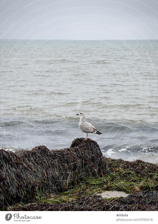 Junge Silbermöwe sitzt auf einem Haufen aus Algen und Dünengras an der Ostsee Möwe Vogel Tier Küste Meer Strand Natur Wasser sitzen Schnabel Feder Flügel
