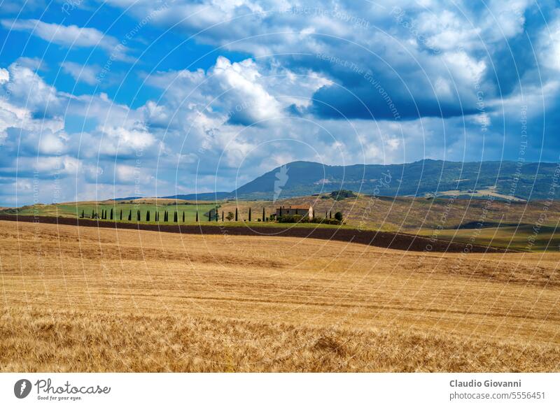 Ländliche Landschaft in der Toskana bei San Quirico d Orcia Europa Italien Siena Val d Orcia Ackerbau Farbe Zypresse Tag Bauernhof Feld Hügel Haus Natur
