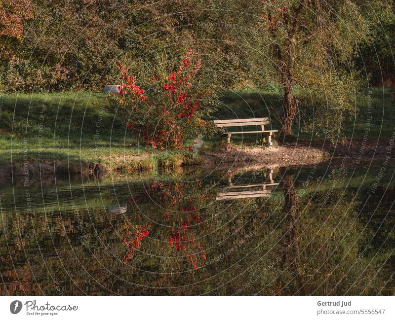 Parkbank am Teich in herbstlicher Umgebung Blumen und Pflanzen Herbst Herbstfarben Landschaft Natur Wasser Bank natürlich Außenaufnahme Garten Erholung ruhig