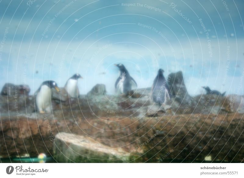 Schlechte Sicht Pinguin Wassertropfen Glasscheibe Käfig Zoo gefangen eng feucht Nebel bespritzt Antarktis Himmel Stein südpool schlechte sicht