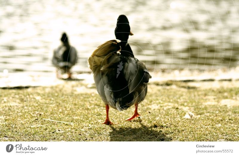 Auf geht's - baden! Die Sonne scheint See Gras Frühling Vogel Erpel watscheln zielstrebig folgend laufen springen Ente Wasser Rasen Ziel Reihe following duck