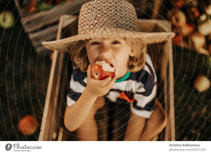 Lustiges kleines Kind beißt saftigen Apfel, sitzend in Holzkiste garden.Organic Früchte Kommissionierung Gartenarbeit Junge Gesundheit wenig Natur Kaukasier