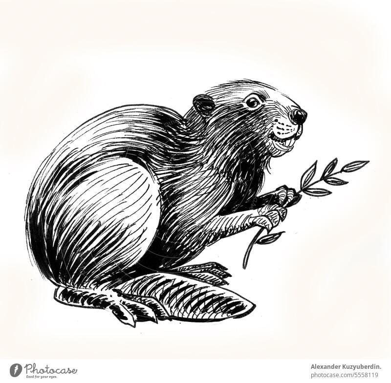 Biber mit einem Baumzweig. Tinte schwarz und weiß Zeichnung Tier Kunst Hintergrund niedlich Damm gezeichnet graviert Gravur Wald graphisch Hand