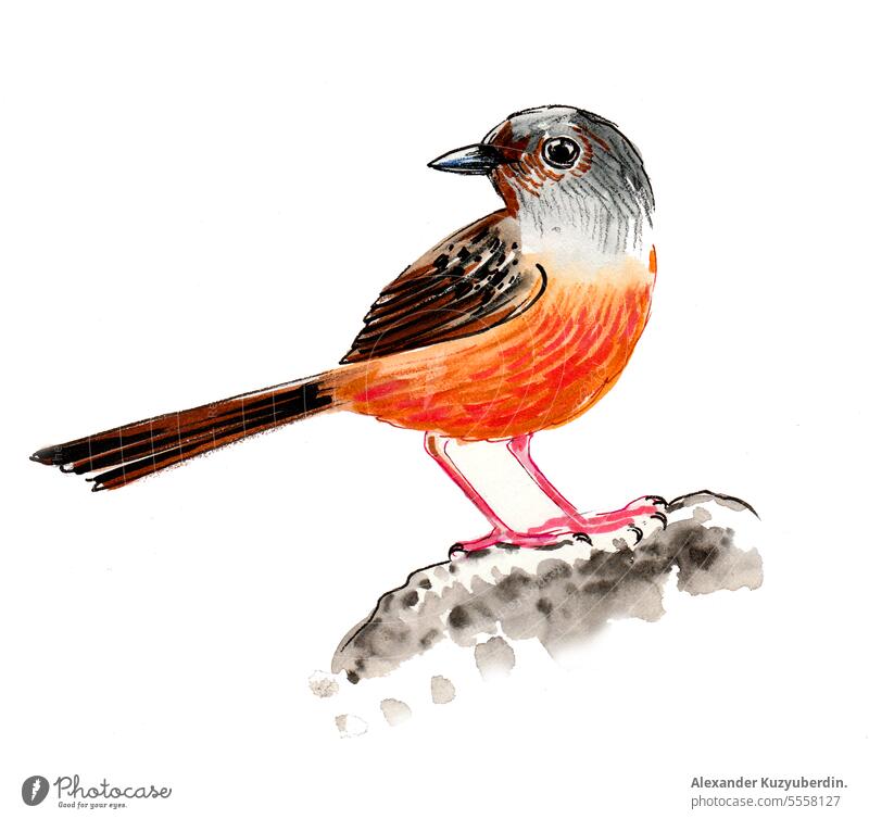Aquarellskizze eines sitzenden Vogels Tier Kunst Kunstwerk schön Vögel Sammlung farbenfroh niedlich Zeichnung gezeichnet Feder Grafik u. Illustration vereinzelt