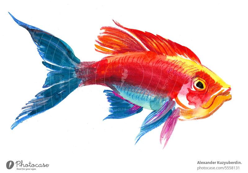 Rotblauer Korallenfisch. Aquarellmalerei Tier Aquarium Kunst Hintergrund hell farbenfroh gezeichnet Fisch Grafik u. Illustration vereinzelt Leben marin