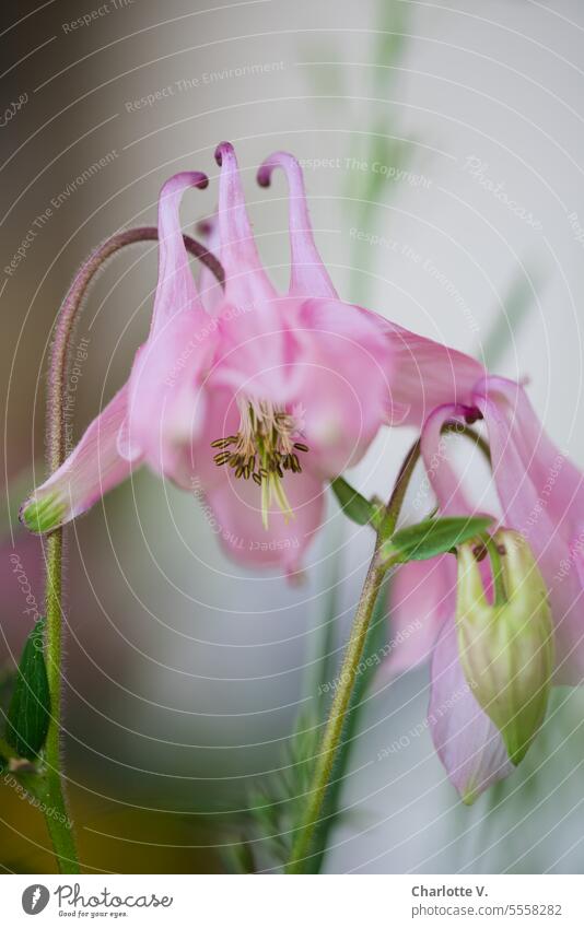Rosa Akelei | Aquilegia vulgaris Blume Blüte rosa Blüte rosa Akelei Sommer Pflanze Blühpflanze Natur Farbfoto Blühend Außenaufnahme Detailaufnahme Unschärfe Tag