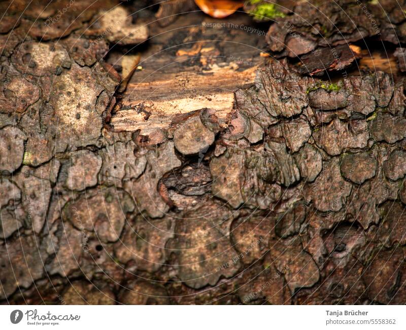 Nahaufnahme der Baumrinde/Borke einer Fichte Rinde Fichtenrinde nasse Rinde Holz Stamm Baumstamm Wald im Wald natürlich Natur Baumschutz Baum schützen
