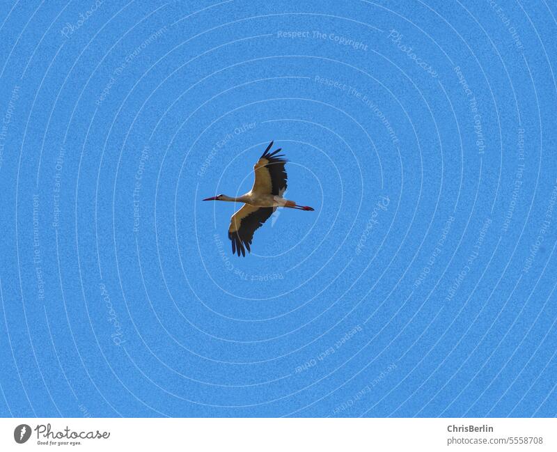 Fliegender Storch am blauen Himmel blauerhimmel Vogel Tier Außenaufnahme Wildtier Farbfoto Natur Menschenleer Umwelt Schönes Wetter fliegen Textfreiraum unten