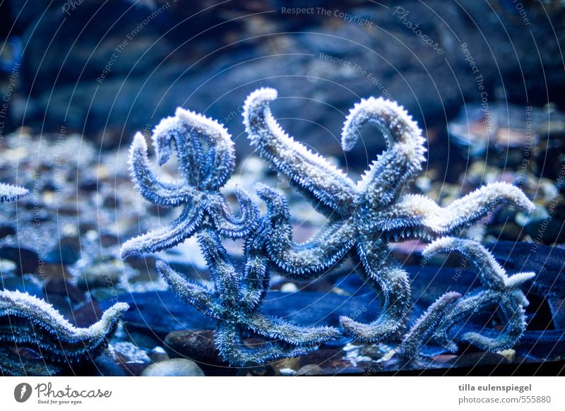 Scheibenknutscher Stern Meer exotisch natürlich blau Wasser Aquarium Seestern Tier kalt nass kleben Stern (Symbol) nebeneinander Unterwasseraquarium Farbfoto
