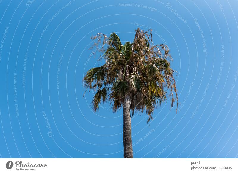 Palme unter blauem Himmel Süden Ferien & Urlaub & Reisen Palmenwedel Sommer Pflanze grün exotisch Südeuropa Südfrankreich Mittelmeer mediterran Küste