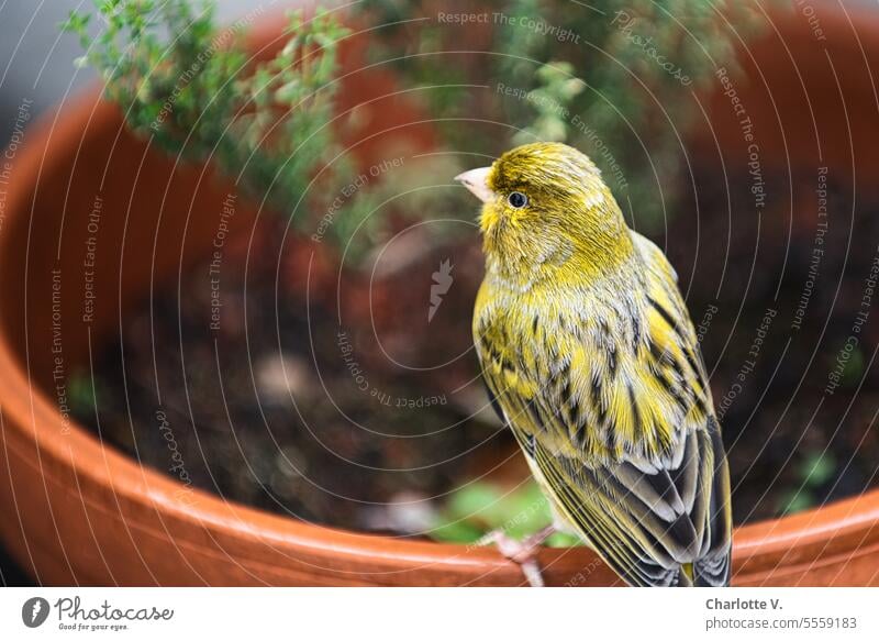 Gefiederter Besuch | Goldammer oder Kanarienvogel  sitzt auf einem Blumentopf Tier Wildtier Vogel Wildvogel Tierporträt 1 Vogel Natur Außenaufnahme gelb Thymian
