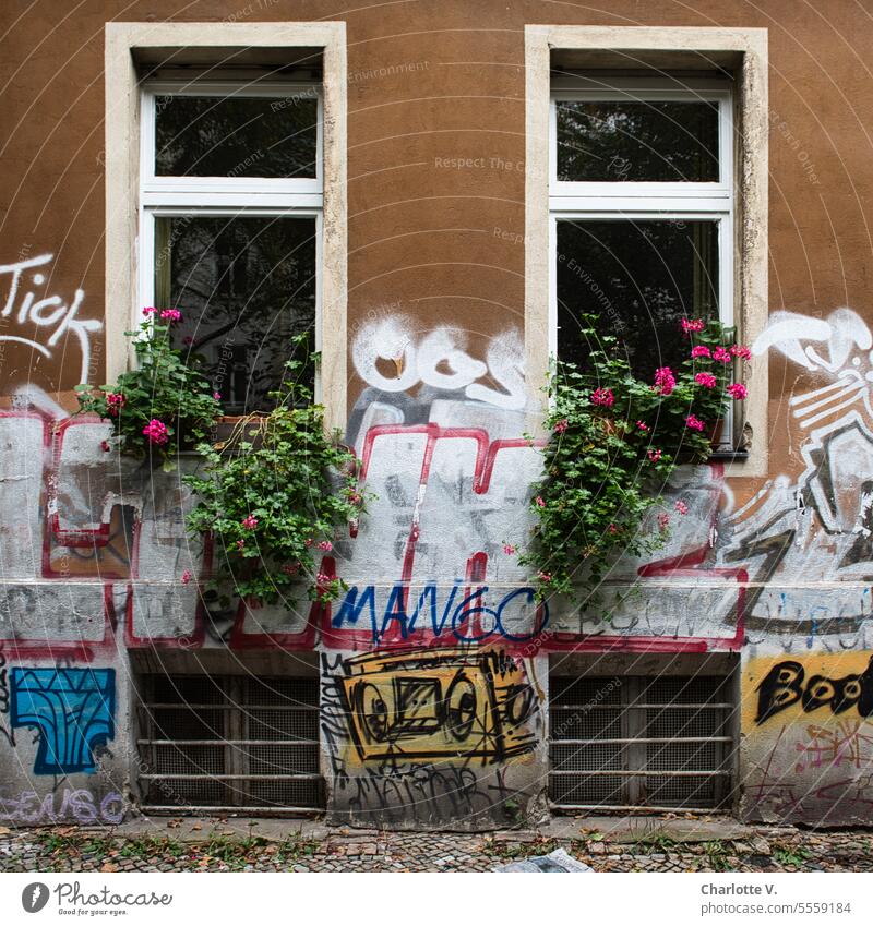 Alpenflair in Kreuzberg | Geranien am Fenster eines mit Graffiti beschmierten Hauses Wand Fassade verschmiert Stadt Schriftzeichen Gebäude Farbfoto