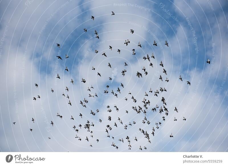 Weites Land | Taubenschwarm am Himmel über Bremen Wolken Wildtiere Tiere viele Tauben Schwarm fliegen fliegend alle in eine Richtung zielgerichtet
