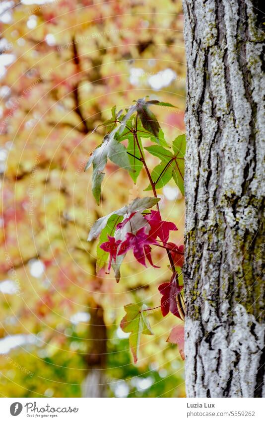 Ahornblätter grün und rot Sonnenlicht Ahornblatt Jahreszeit Tageslicht Wachstum Spitzahorn Laub Blatt Baum Pflanze Flora Natur mehrfarbig leuchtende Farben