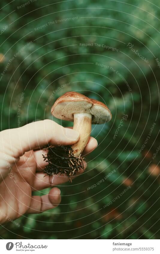 Pilze sammeln im Wald Pilzwanderung unschärfe Hand pflücken betrachten. Entspannung Nahrung nahrungssuche Grün braun herbst herbstlich oktober November Draussen