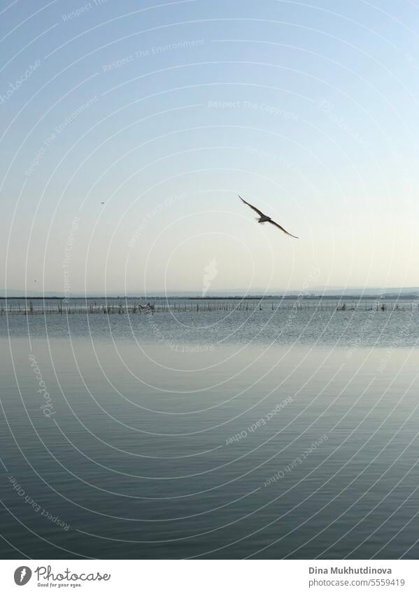 Vogel fliegt über das Wasser des Sees. Blick auf den Naturpark Albufera bei Valencia. Ansicht blau Himmel Bodensee Möwe fliegen Farbfoto Freiheit Seeufer