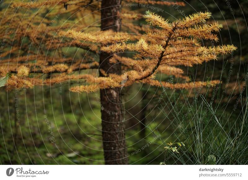 Ast einer Lärche mit welken Nadeln Larch larix Baum Menschenleer Wald Landschaft Herbst Außenaufnahme Alpen Farbfoto Berge u. Gebirge Natur orange gelb grün