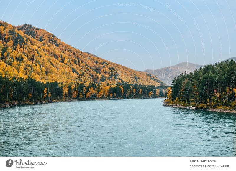 Herbstlicher Altai aus der Vogelperspektive Sibirien Russland Katun-Fluss Chuitrakt reisen Baum Landschaft Wald Berge u. Gebirge Urlaub Reise Ausflug alpin