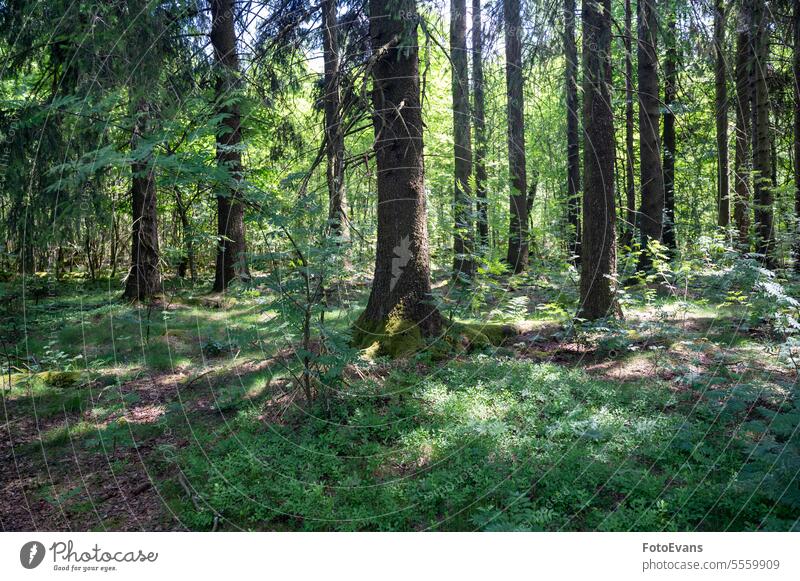Bäume im Wald mit Moos überwuchert Baumstamm Wälder idyllisch Landschaft Natur Tag Deutschland Bayern grün Idylle Waldboden