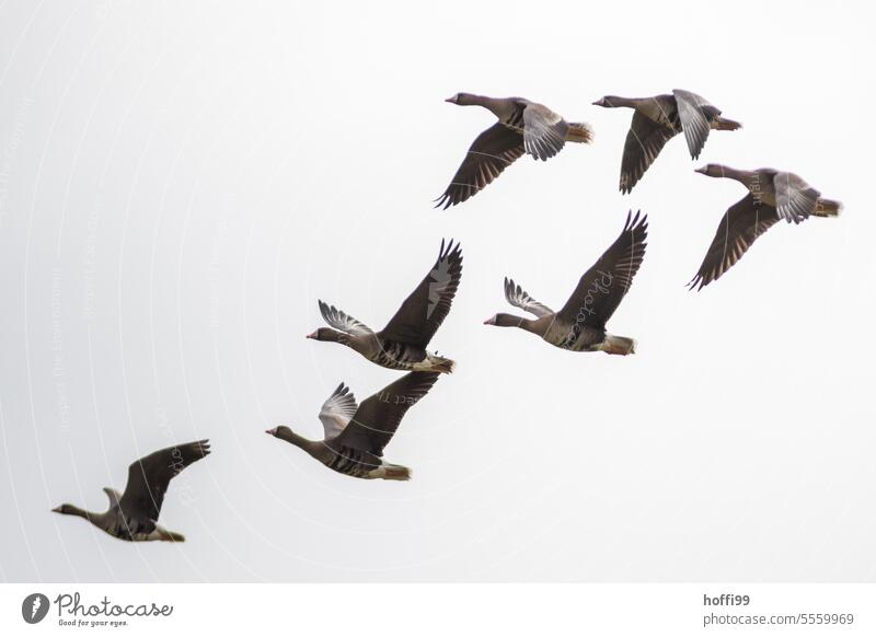 nah dran an den Graugänse im Flug Graugans Zugvogel diagonal weißer Hintergrund Wildtier Vogel Vogelzug Vogelschwarm fliegen Gans Schwarm Tiergruppe Herbst