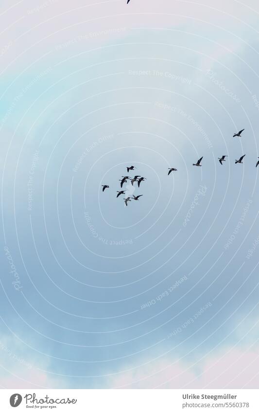 Vögel fliegen in den Süden blau Himmel Vogelschwarm