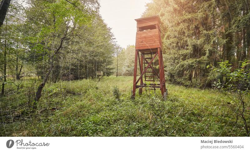 Hölzerner Jagdturm in einem Wald. Hirsch-Stand Jagdkanzel Baum Natur Boxenständer Saison im Freien keine Menschen Sonnenlicht Landschaft Park fallen Foto