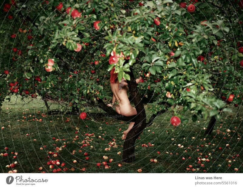 Eine atemberaubende nackte junge Frau sitzt inmitten einer Apfelplantage, umgeben von der üppigen Schönheit der Natur in diesem lebendigen Garten. Die üppigen roten Äpfel, ihre verführerische Figur und das romantische Ambiente des Herbstes in diesem Bild.