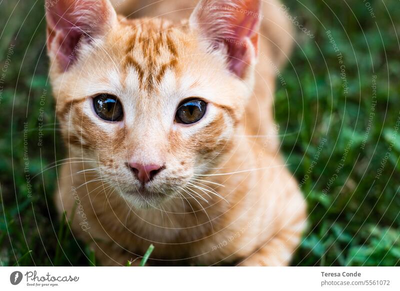 orangefarbener Katzenwelpe schaut in die Kamera bezaubernd Tier Hintergrund schön züchten Fotokamera Katzenaugen Nahaufnahme Farbe niedlich heimisch Auge