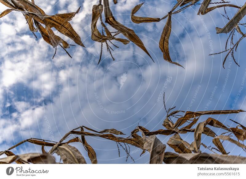 Blätter und Maisstängel im Herbst auf dem Hintergrund des blauen Himmels mit Wolken. Kopierraum in der Mitte des Rahmens. Umweltschutz Konzept Stengel