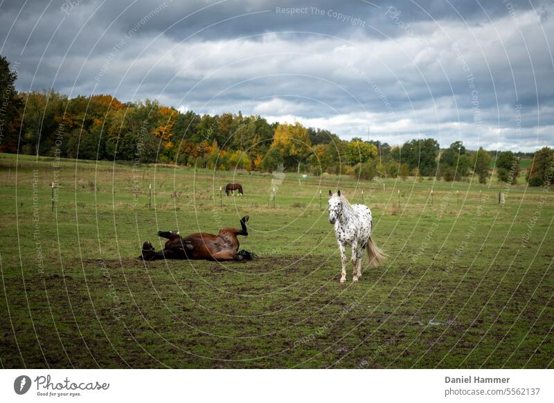 Schimmel mit schwarzen und braunen Punkten steht auf einer Weide. Neben dem Schimmel wälzt sich ein braunes Pferd. Im Hintergrund ein Wald mit herbstlich eingefärbten bunten Blättern. Wolken am Himmel