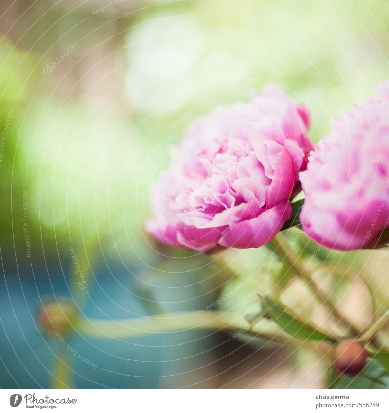 Frühlingswunderland Pfingstrose Pfingsten Blume Natur rosa zart Blüte Blütenknospen grün