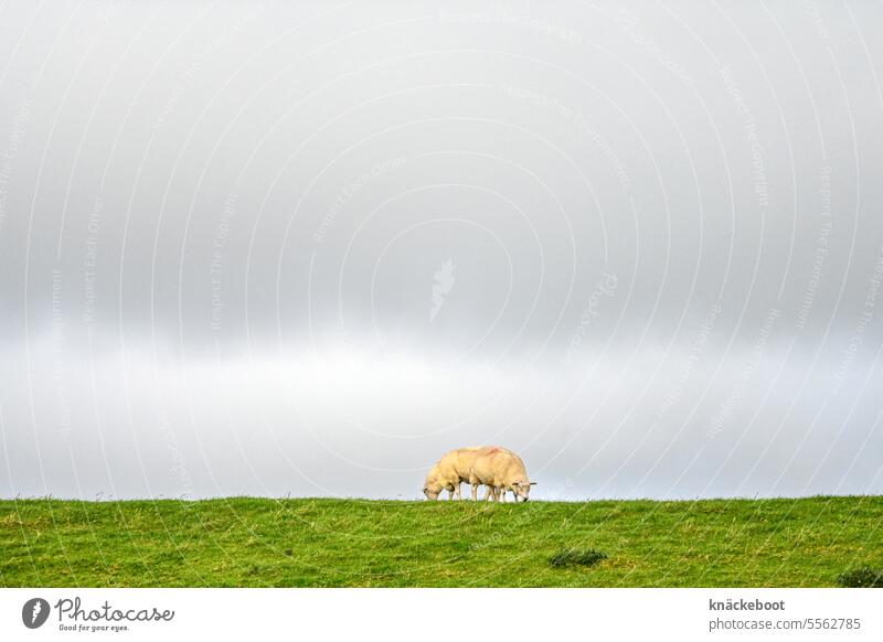 schafe auf elbdeich Schafe Wiese Elbdeich Gras Tiergruppe Natur Weide Landwirtschaft Außenaufnahme Textfreiraum oben grün Umwelt Ruhe